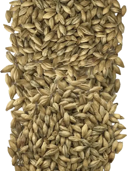 Chit Malt - InnoMalt